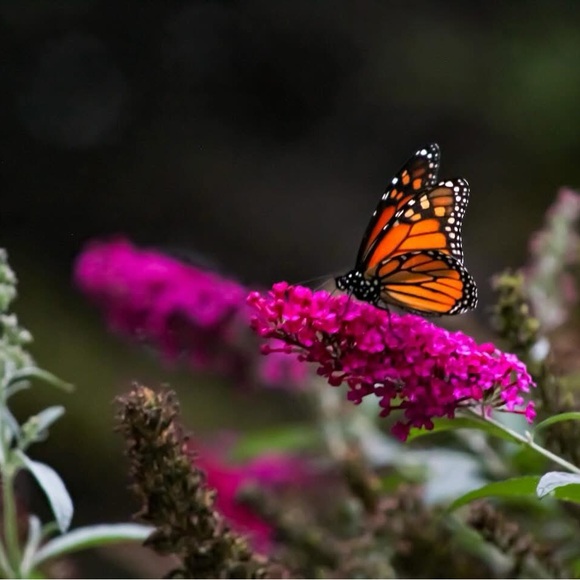 Meet your Posher, Viola - Picture 14 of 14